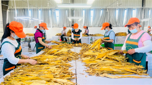 煙葉分級燈箱：提高煙葉分級效率和準確性的關鍵工具