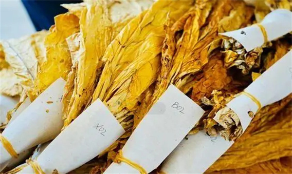 煙葉分級燈箱：提高煙葉分級效率和準確性的關鍵工具2