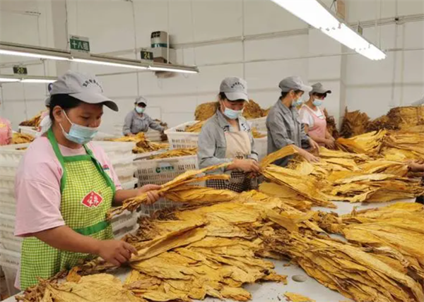 什麽是煙葉分級燈箱？煙葉分級燈箱標準規範